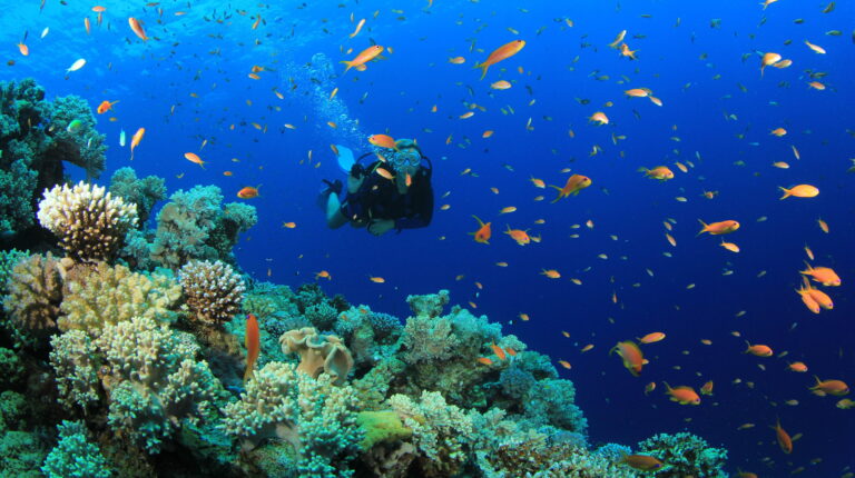 Discovering the Wonders of the Ocean: A Guide to Scuba Diving for Beginners